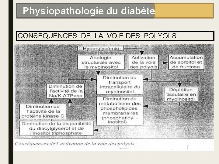 Physiopathologie du diabète CONSEQUENCES DE LA VOIE DES POLYOLS 