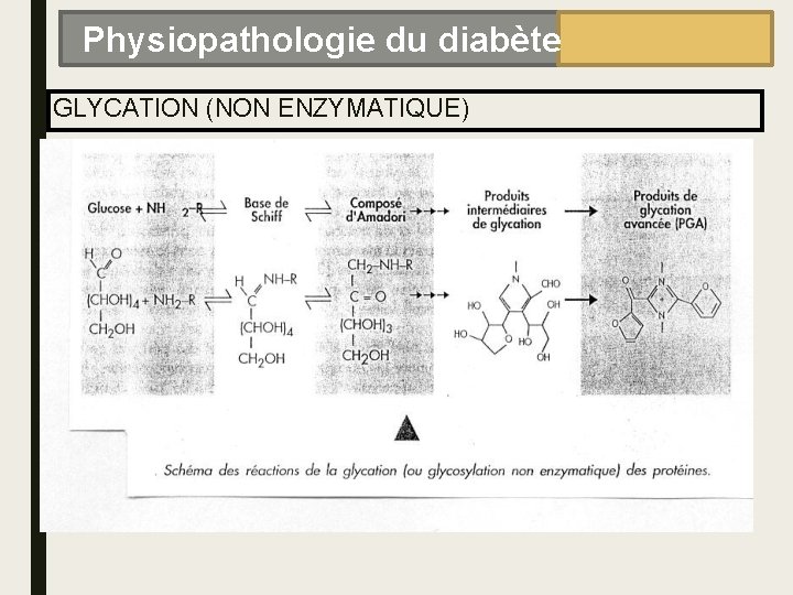 Physiopathologie du diabète GLYCATION (NON ENZYMATIQUE) 