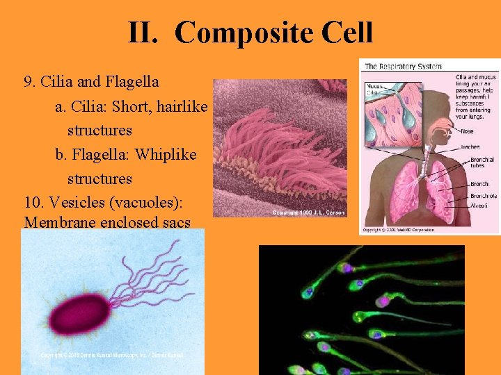 II. Composite Cell 9. Cilia and Flagella a. Cilia: Short, hairlike structures b. Flagella: