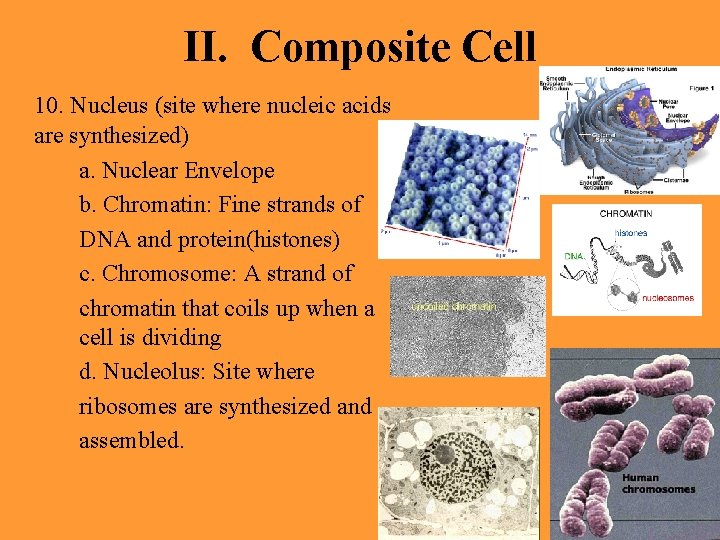 II. Composite Cell 10. Nucleus (site where nucleic acids are synthesized) a. Nuclear Envelope