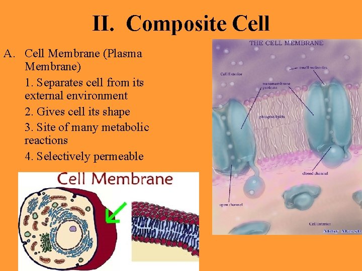 II. Composite Cell A. Cell Membrane (Plasma Membrane) 1. Separates cell from its external