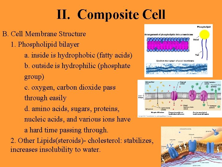 II. Composite Cell B. Cell Membrane Structure 1. Phospholipid bilayer a. inside is hydrophobic