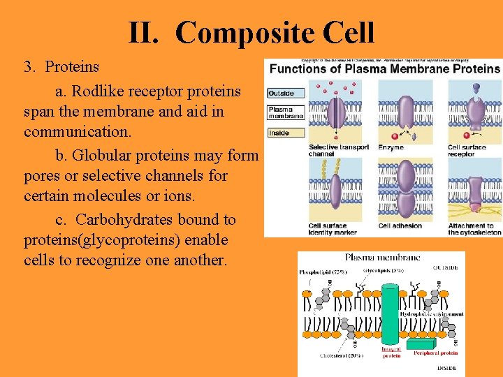 II. Composite Cell 3. Proteins a. Rodlike receptor proteins span the membrane and aid