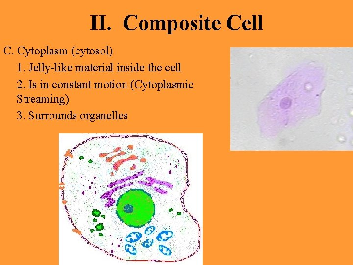 II. Composite Cell C. Cytoplasm (cytosol) 1. Jelly-like material inside the cell 2. Is