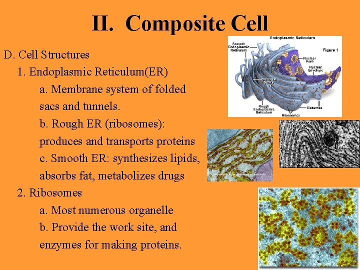 II. Composite Cell D. Cell Structures 1. Endoplasmic Reticulum(ER) a. Membrane system of folded