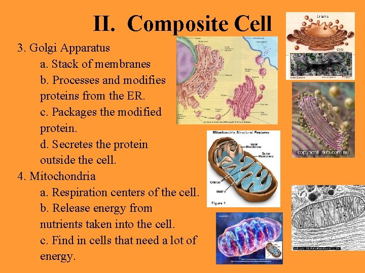 II. Composite Cell 3. Golgi Apparatus a. Stack of membranes b. Processes and modifies