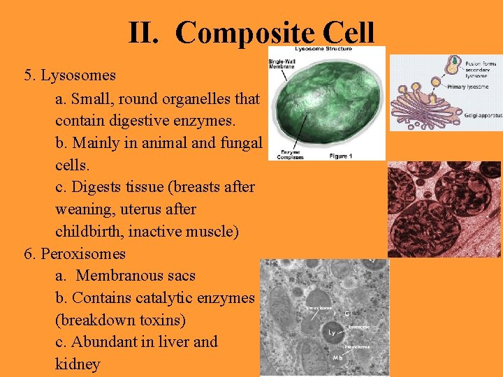 II. Composite Cell 5. Lysosomes a. Small, round organelles that contain digestive enzymes. b.