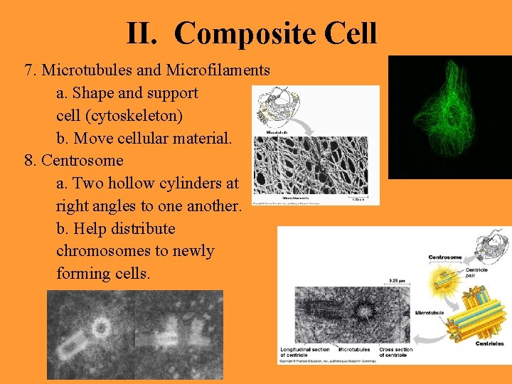 II. Composite Cell 7. Microtubules and Microfilaments a. Shape and support cell (cytoskeleton) b.