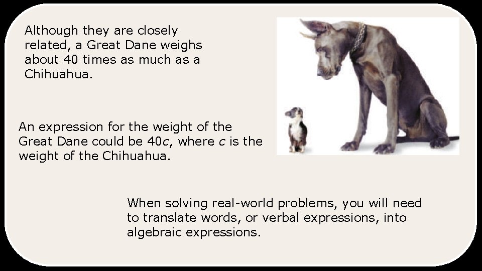 Although they are closely related, a Great Dane weighs about 40 times as much