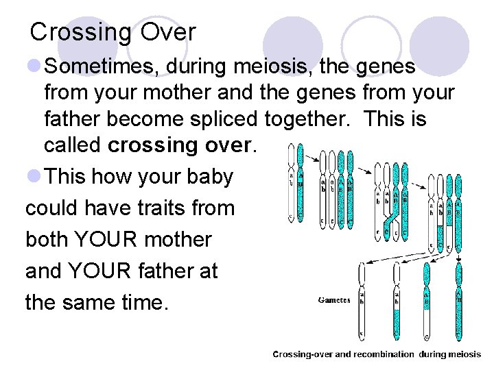 Crossing Over l Sometimes, during meiosis, the genes from your mother and the genes