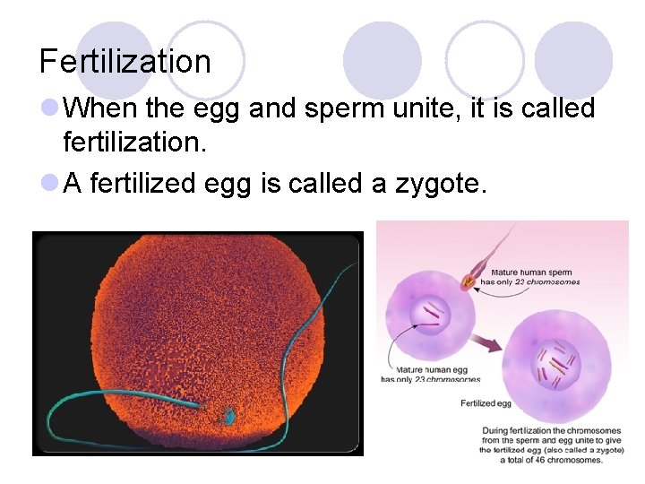Fertilization l When the egg and sperm unite, it is called fertilization. l A