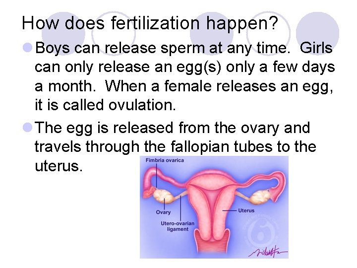 How does fertilization happen? l Boys can release sperm at any time. Girls can