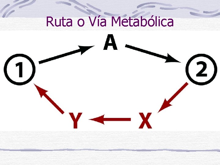 Ruta o Vía Metabólica 