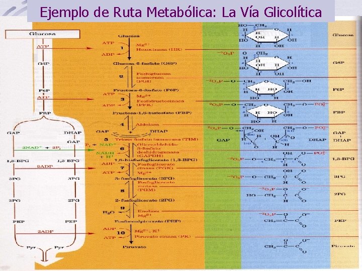 Ejemplo de Ruta Metabólica: La Vía Glicolítica 