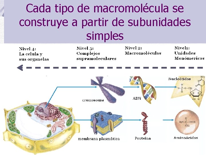 Cada tipo de macromolécula se construye a partir de subunidades simples 