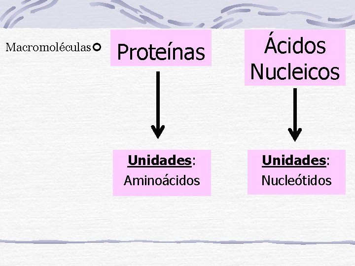 Macromoléculas Proteínas Ácidos Nucleicos Unidades: Aminoácidos Unidades: Nucleótidos 