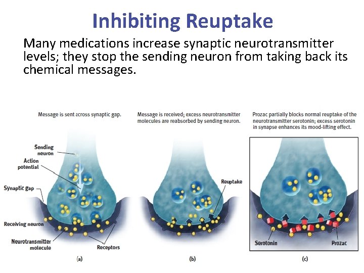 Inhibiting Reuptake Many medications increase synaptic neurotransmitter levels; they stop the sending neuron from