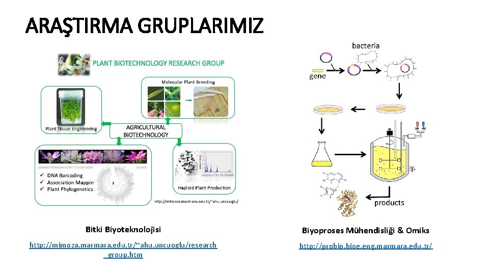 ARAŞTIRMA GRUPLARIMIZ Bitki Biyoteknolojisi Biyoproses Mühendisliği & Omiks http: //mimoza. marmara. edu. tr/~ahu. uncuoglu/research