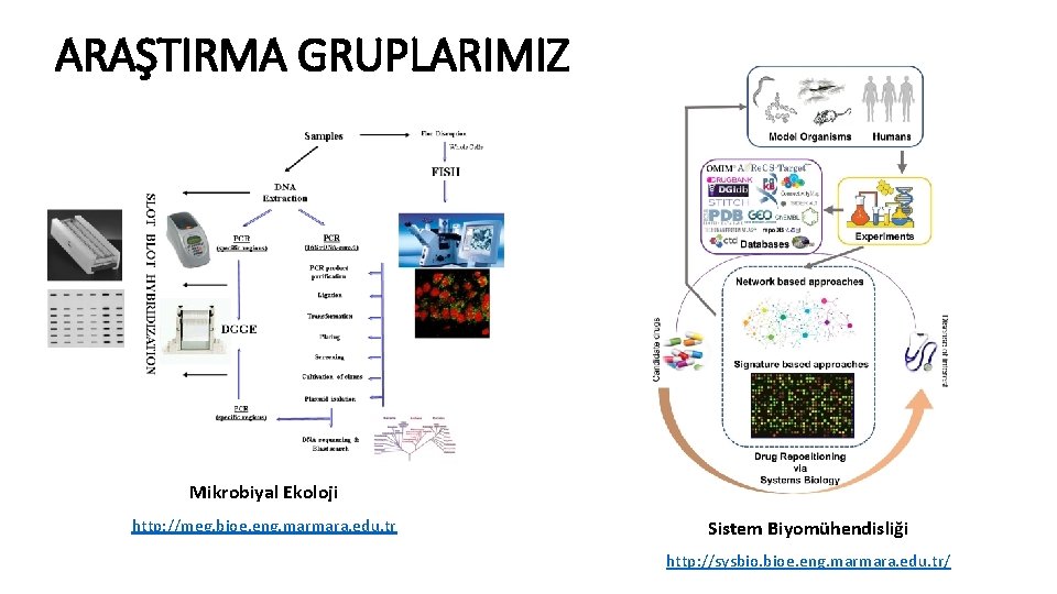 ARAŞTIRMA GRUPLARIMIZ Mikrobiyal Ekoloji http: //meg. bioe. eng. marmara. edu. tr Sistem Biyomühendisliği http: