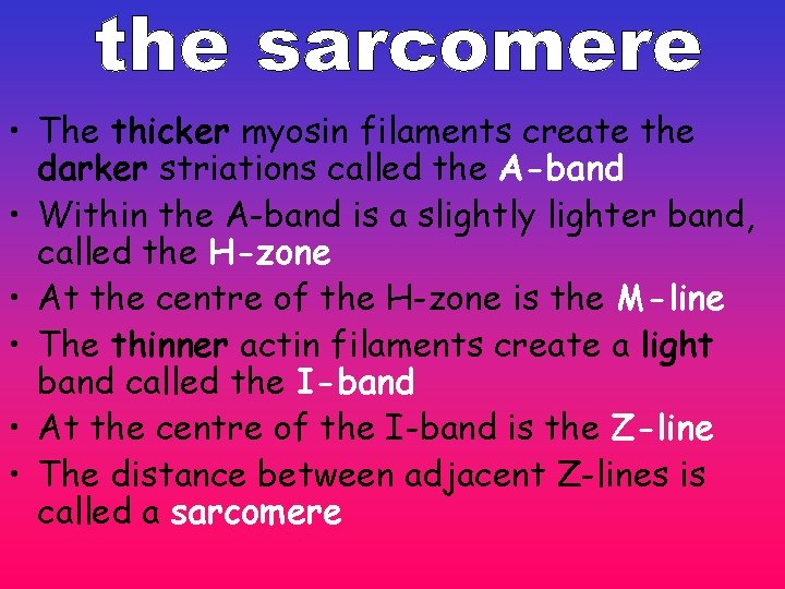 • The thicker myosin filaments create the darker striations called the A-band • • The thicker myosin filaments create the darker striations called the A-band •