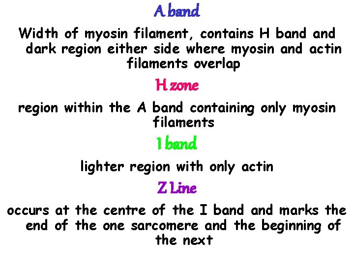 A band Width of myosin filament, contains H band dark region either side where A band Width of myosin filament, contains H band dark region either side where