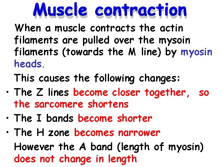 Muscle contraction When a muscle contracts the actin filaments are pulled over the mysoin Muscle contraction When a muscle contracts the actin filaments are pulled over the mysoin