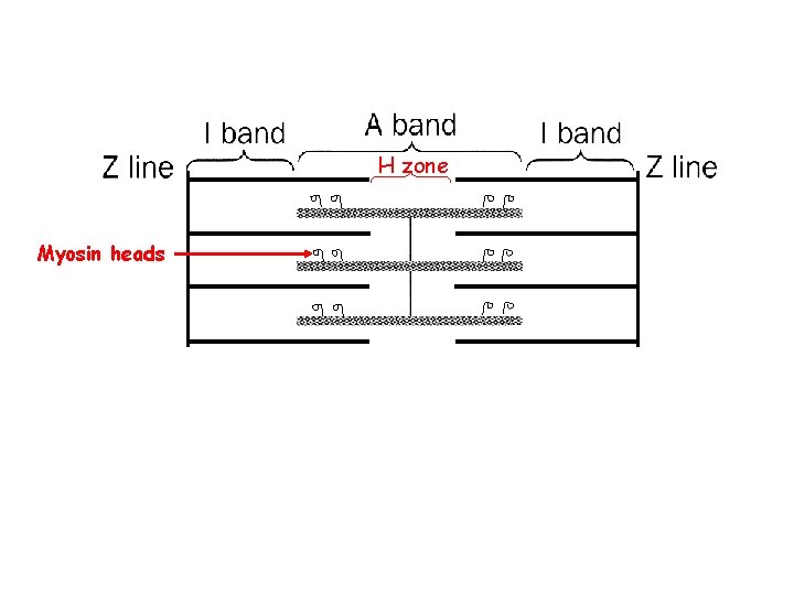 H zone Myosin heads H zone Myosin heads