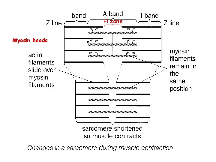 H zone Myosin heads H zone Myosin heads