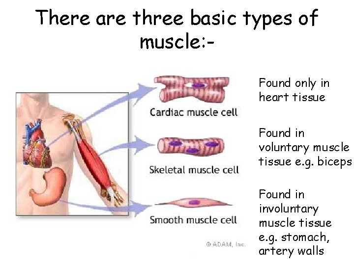 There are three basic types of muscle: Found only in heart tissue Found in There are three basic types of muscle: Found only in heart tissue Found in
