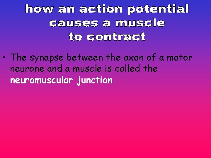 • The synapse between the axon of a motor neurone and a muscle • The synapse between the axon of a motor neurone and a muscle