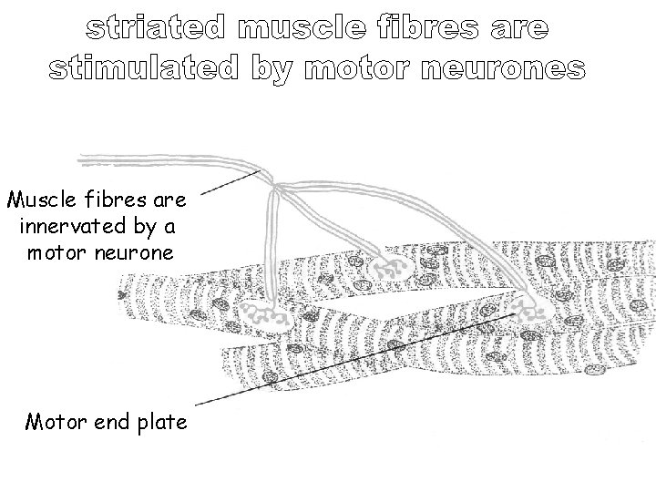 Muscle fibres are innervated by a motor neurone Motor end plate Muscle fibres are innervated by a motor neurone Motor end plate