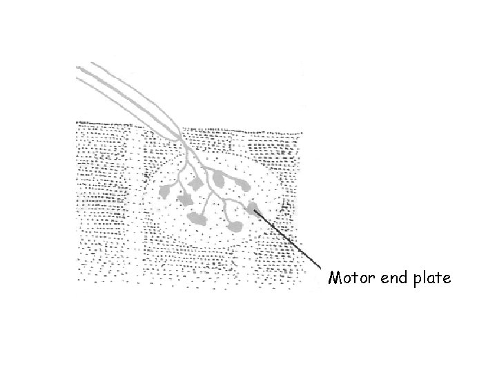 Motor end plate Motor end plate