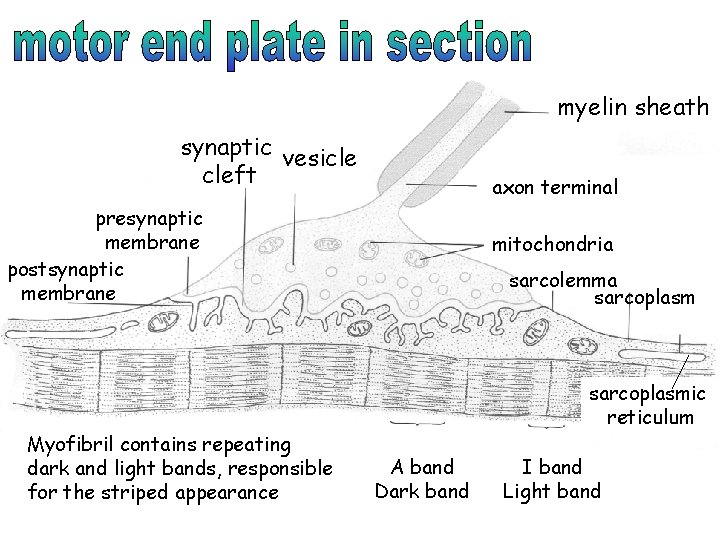 myelin sheath synaptic vesicle cleft axon terminal presynaptic membrane postsynaptic membrane Myofibril contains repeating myelin sheath synaptic vesicle cleft axon terminal presynaptic membrane postsynaptic membrane Myofibril contains repeating