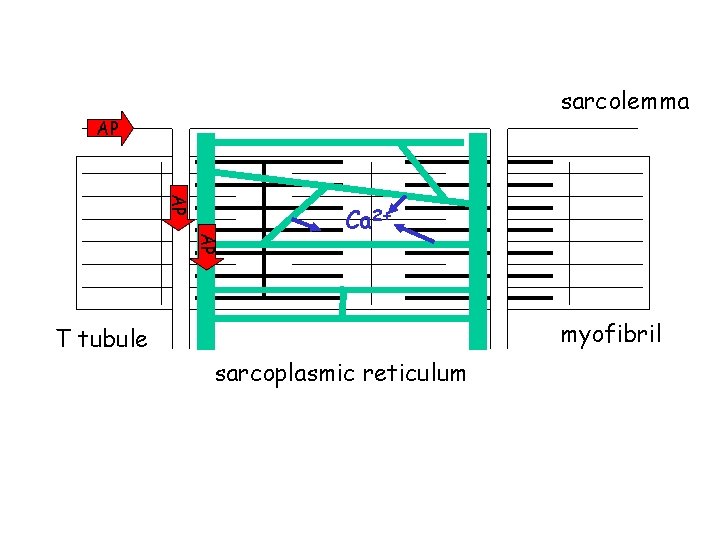 sarcolemma AP AP AP Ca 2+ myofibril T tubule sarcoplasmic reticulum sarcolemma AP AP AP Ca 2+ myofibril T tubule sarcoplasmic reticulum
