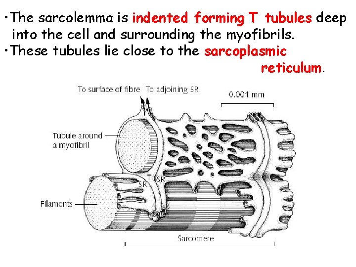 • The sarcolemma is indented forming T tubules deep into the cell and • The sarcolemma is indented forming T tubules deep into the cell and