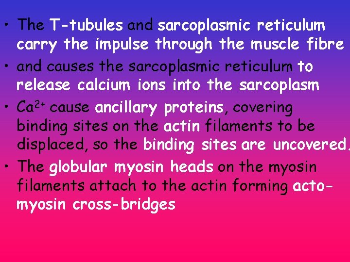 • The T-tubules and sarcoplasmic reticulum carry the impulse through the muscle fibre • The T-tubules and sarcoplasmic reticulum carry the impulse through the muscle fibre
