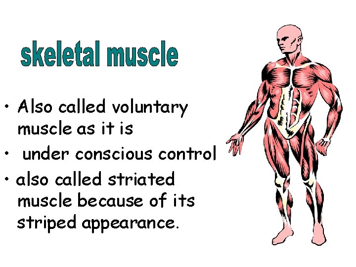 • Also called voluntary muscle as it is • under conscious control • • Also called voluntary muscle as it is • under conscious control •
