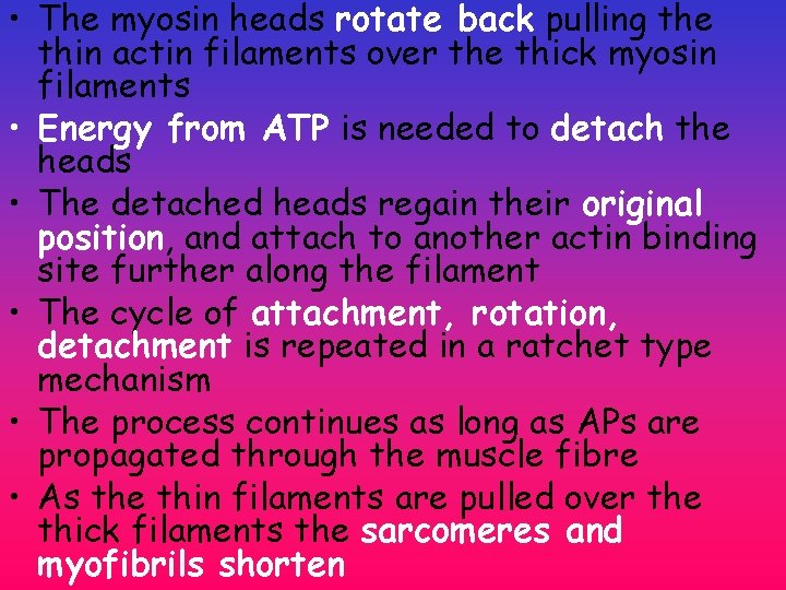 • The myosin heads rotate back pulling the thin actin filaments over the • The myosin heads rotate back pulling the thin actin filaments over the
