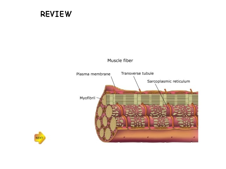 REVIEW REVIEW