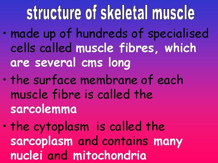 • made up of hundreds of specialised cells called muscle fibres, which are • made up of hundreds of specialised cells called muscle fibres, which are