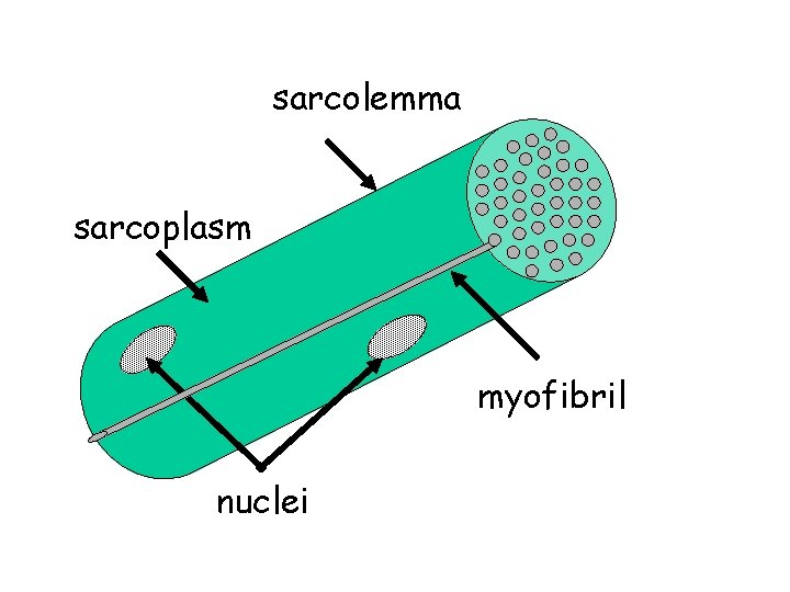 sarcolemma sarcoplasm myofibril nuclei sarcolemma sarcoplasm myofibril nuclei