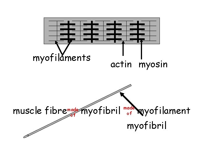myofilaments muscle fibre made of actin myosin myofibril made of myofilament myofibril myofilaments muscle fibre made of actin myosin myofibril made of myofilament myofibril