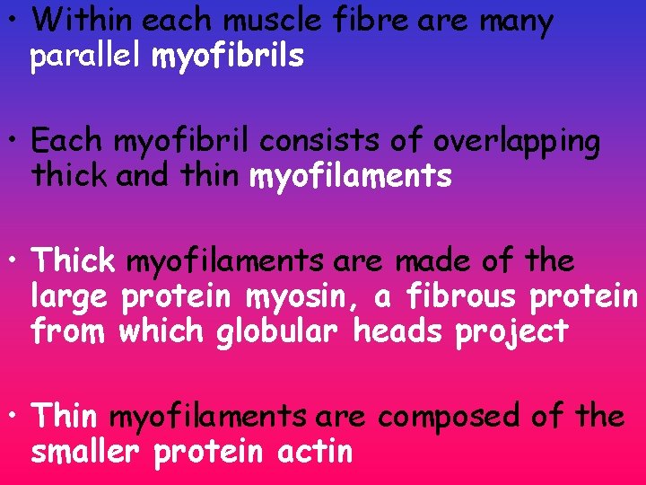 • Within each muscle fibre are many parallel myofibrils • Each myofibril consists • Within each muscle fibre are many parallel myofibrils • Each myofibril consists