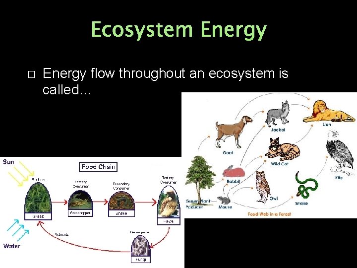Ecosystem Energy � Energy flow throughout an ecosystem is called… 