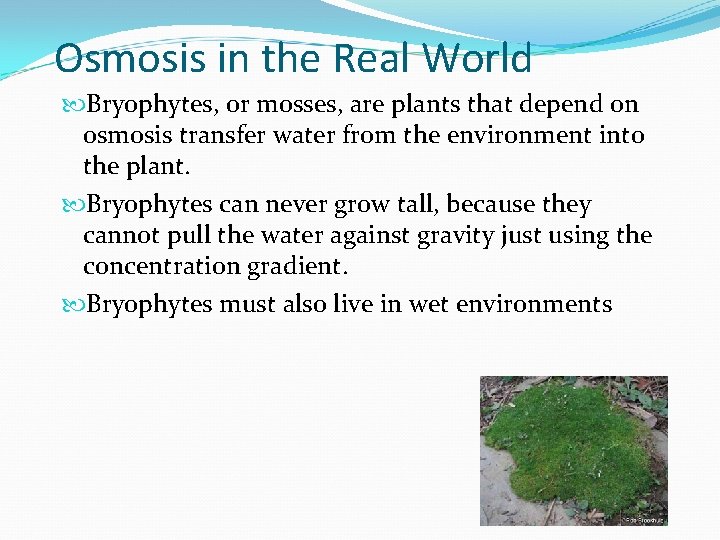 Osmosis in the Real World Bryophytes, or mosses, are plants that depend on osmosis Osmosis in the Real World Bryophytes, or mosses, are plants that depend on osmosis