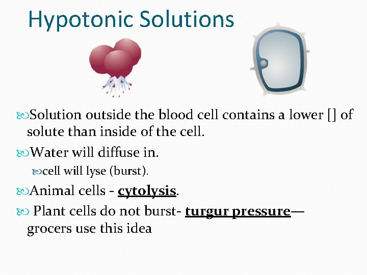 Hypotonic Solutions Solution outside the blood cell contains a lower [] of solute than