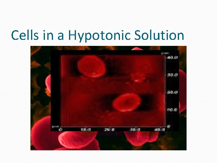 Cells in a Hypotonic Solution  Cells in a Hypotonic Solution