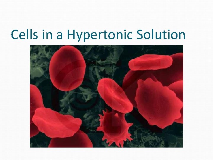 Cells in a Hypertonic Solution  Cells in a Hypertonic Solution