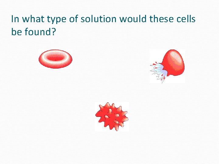 In what type of solution would these cells be found?  In what type of solution would these cells be found?
