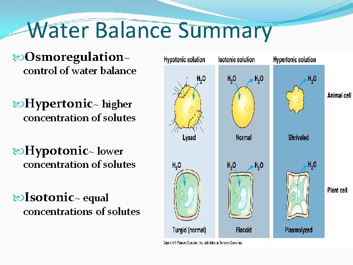Water Balance Summary Osmoregulation~ control of water balance Hypertonic~ higher concentration of solutes Hypotonic~ Water Balance Summary Osmoregulation~ control of water balance Hypertonic~ higher concentration of solutes Hypotonic~